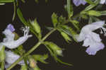 Apalachicola false rosemary